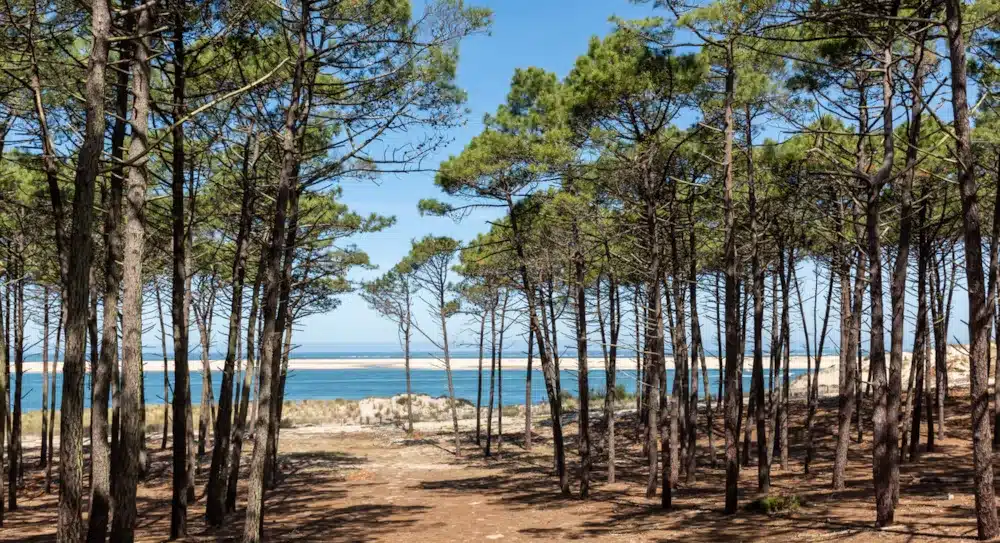 foret landaise avec la mer en arrière plan